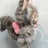 Kitty Dream - Handmade Custom Labubu